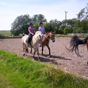 Fjordhest Hugo Bro (solgt)