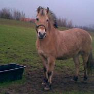 Fjordhest Stella