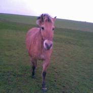 Fjordhest Stella