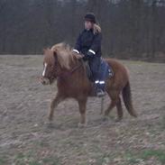 Islænder Nös fra Kærgård *SOLGT*