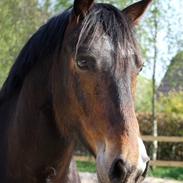 Anden særlig race Charlie 