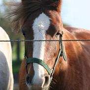 Tysk Sportspony Rødhætte <"3