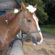 Tysk Sportspony Rødhætte <"3