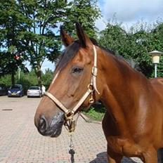 Dansk Varmblod Lirona RDH 3959