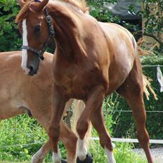 Dansk Varmblod   Safir-Bell Ravnsbjerg  