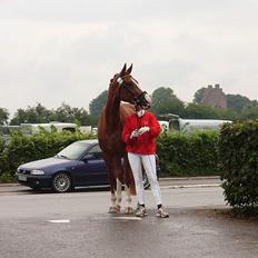 Dansk Varmblod   Safir-Bell Ravnsbjerg  
