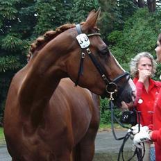 Dansk Varmblod   Safir-Bell Ravnsbjerg  