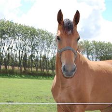 Dansk Varmblod Højgårds Shakira