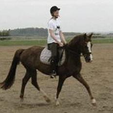 Anden særlig race Flying Dondy