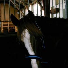 Anden særlig race Flying Dondy