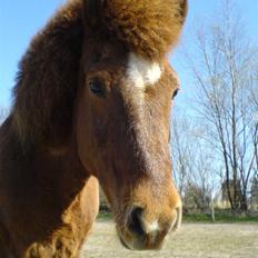 Islænder Friða fra Hellum 