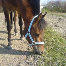 Anden særlig race Prins Kashmir Solgt.