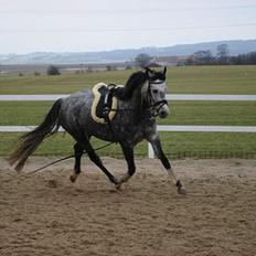 DSP West Side Sweet Babati 