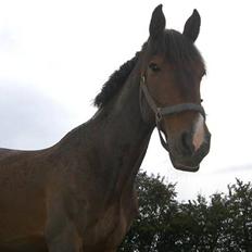 Holstener Carlos - Coriano