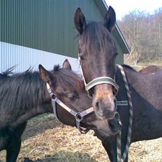 Arabisk fuldblod (OX) Shaheen (SOLGT)<33