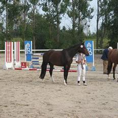 Dansk Varmblod Melina RDS (AVLSHEST)