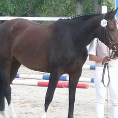 Dansk Varmblod Melina RDS (AVLSHEST)