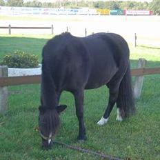 Welsh Mountain (sec A) † Miss Daylight † :'(