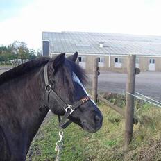 Welsh Mountain (sec A) † Miss Daylight † :'(