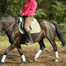 Anden særlig race Miklagaards Black Beauty