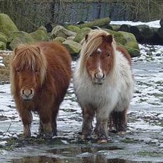 Miniature Pjuske (aflivet)