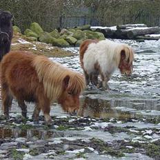 Miniature Pjuske (aflivet)