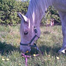 Arabisk fuldblod (OX) Mazja SOLGT *RIP*