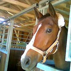 Tysk Sportspony Pamina 375 (Flyve-egern)