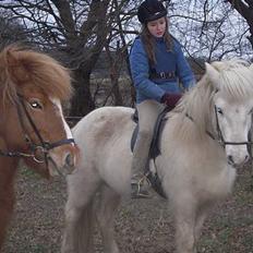 Islænder Nös fra Kærgård *SOLGT*