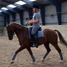 DSP Nørlunds Ascari 