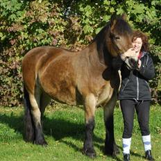 Nordsvensk Skovhest dalitsa