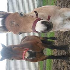 Nordsvensk Skovhest dalitsa