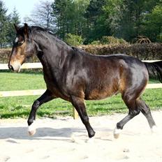 Anden særlig race Charlie 