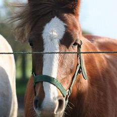 Tysk Sportspony Rødhætte <"3