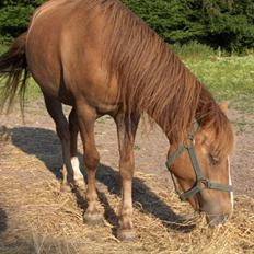 Tysk Sportspony Rødhætte <"3