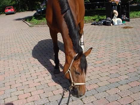Dansk Varmblod Lirona RDH 3959 - Flødebollen billede 1