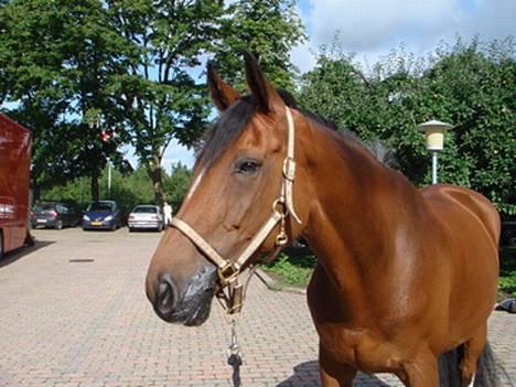 Dansk Varmblod Lirona RDH 3959 billede 2