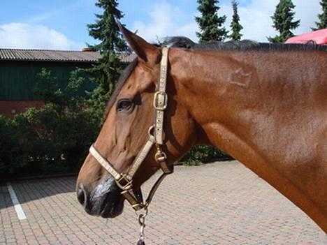 Dansk Varmblod Lirona RDH 3959 billede 3