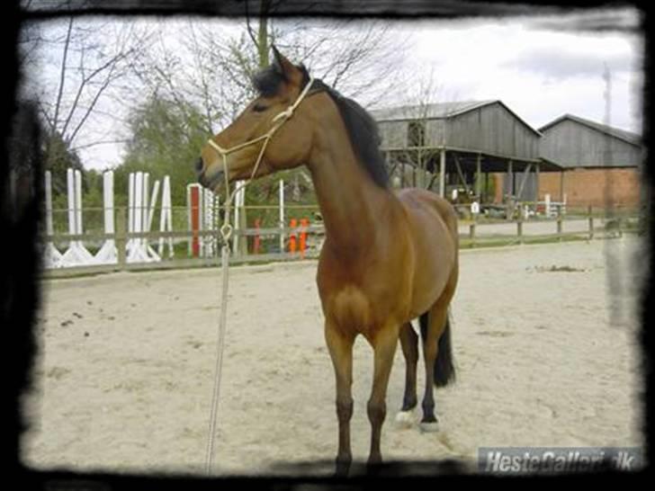 Tysk Sportspony Nala. *SOLGT - *5* Horsemanship hygge på ridebanen billede 5