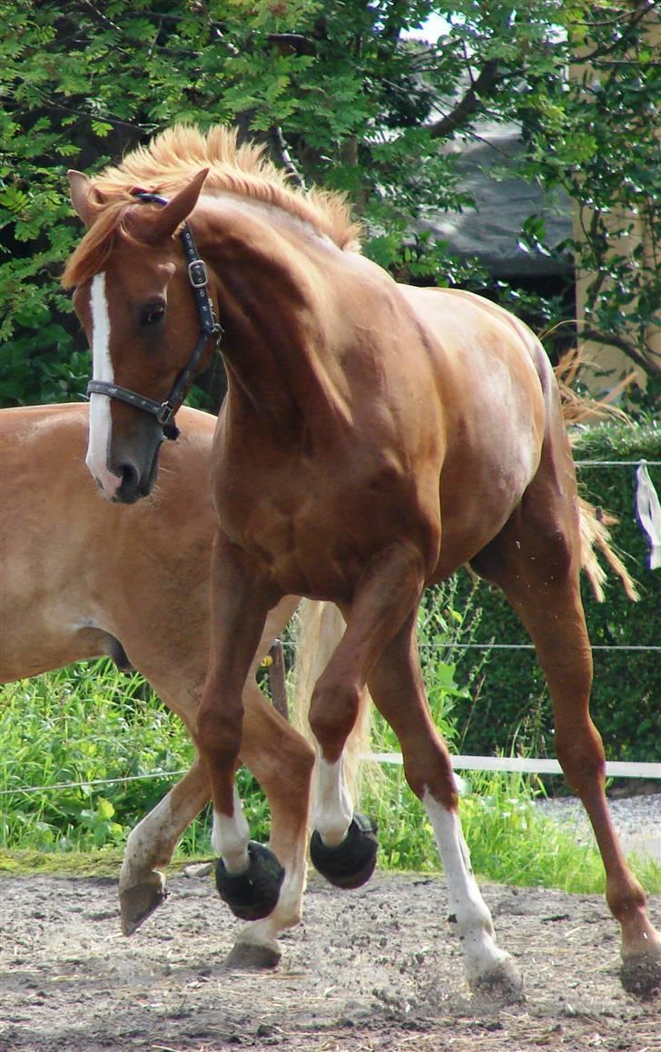 Dansk Varmblod   Safir-Bell Ravnsbjerg   - Velkommen til safirs profil ;) billede 1