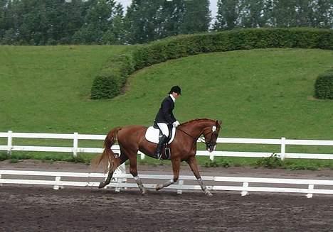 Dansk Varmblod   Safir-Bell Ravnsbjerg   billede 4