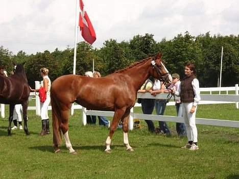Dansk Varmblod   Safir-Bell Ravnsbjerg   billede 5
