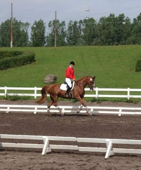 Dansk Varmblod   Safir-Bell Ravnsbjerg   billede 6