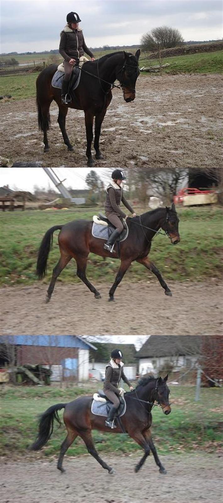 Dansk Varmblod Eromanga Kærlund (Solgt) - Stå, trav og galop billede 13