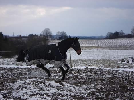 Dansk Varmblod Eromanga Kærlund (Solgt) - Galop billede 14