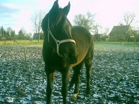 Holstener Chanell billede 4