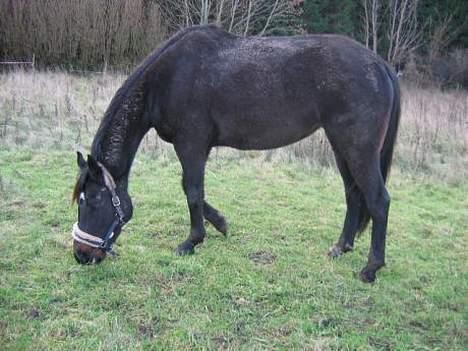 Holstener Chanell billede 6
