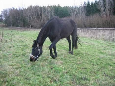 Holstener Chanell billede 7
