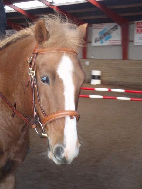 Anden særlig race Walker - VSR - Et lille hovedbillede inden springstævne billede 18