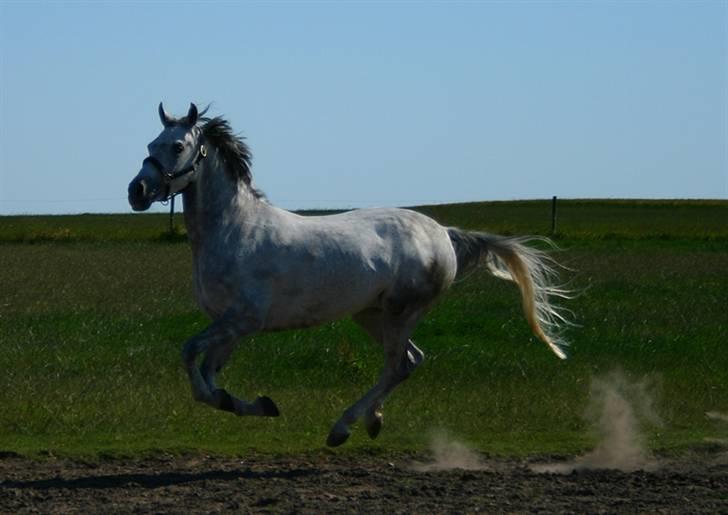 Anden særlig race Chanel <3 †Aflivet† - I believe I can fly billede 16